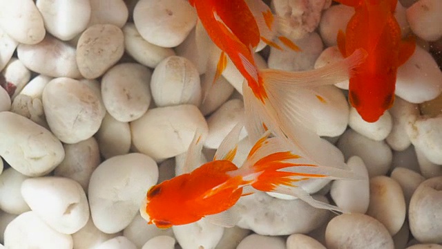 顶视图金鱼游泳在水族馆与白色的岩石石头的背景视频素材