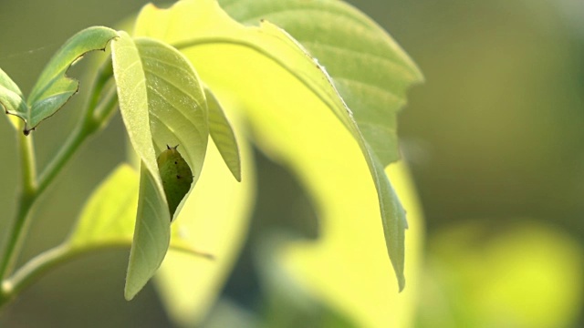 在风中摇摆的绿叶上的虫子视频素材