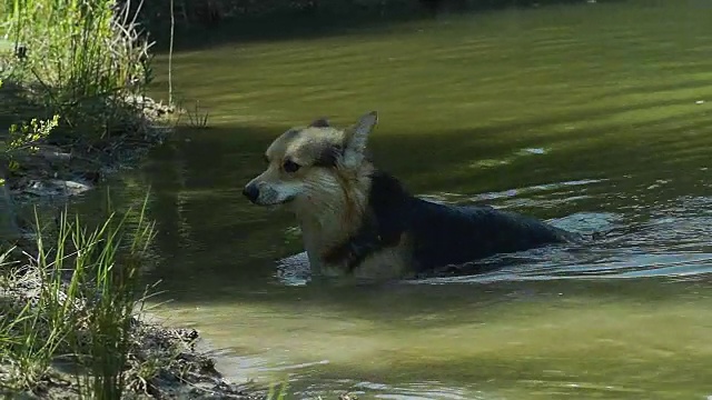 一只英国品种的威尔士柯基犬彭布罗克很高兴在他的湖里洗澡。视频素材