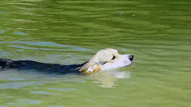 一只英国品种的威尔士柯基犬彭布罗克很高兴在他的湖里洗澡。视频素材