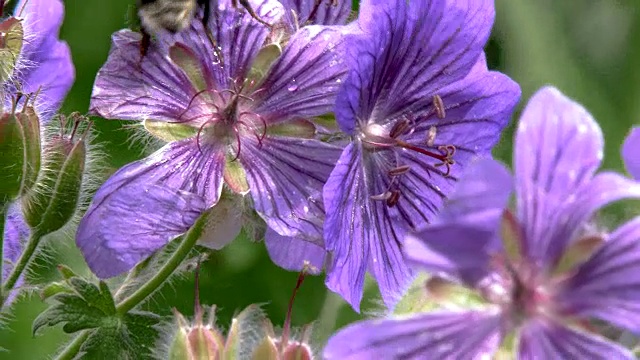 蜜蜂在花上采集花粉视频素材