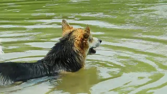 一只英国品种的威尔士柯基犬彭布罗克很高兴在他的湖里洗澡。视频素材