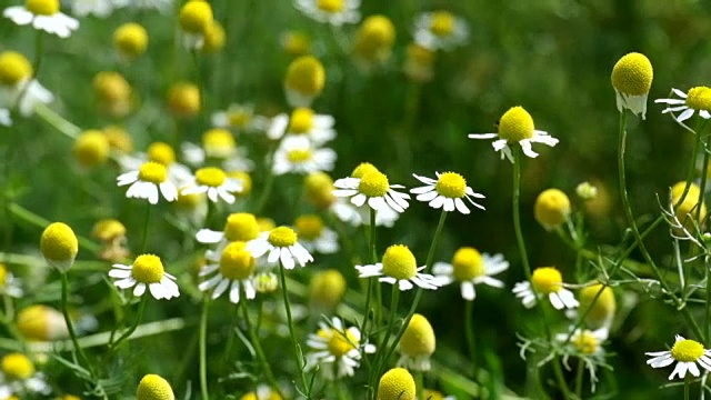 野洋甘菊随风沙沙作响(洋甘菊)视频素材