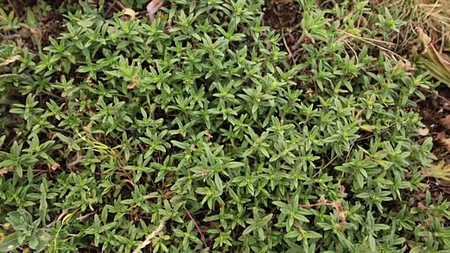 近距离俯视图百里香紫色花生长在草地视频素材