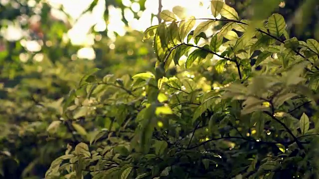 大自然叶，太阳，光和风视频素材