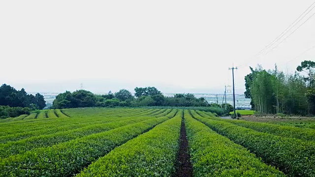 日本茶园视频素材