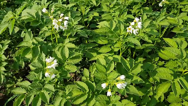 土豆长在花园里视频素材