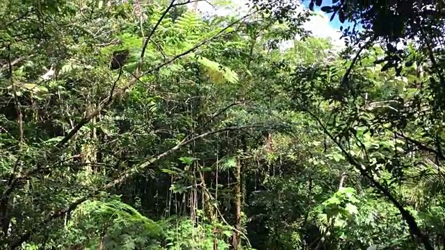 波多黎各的el Yunque雨林视频素材