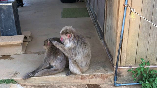 一只野生日本猕猴在清洗另一只猕猴视频素材