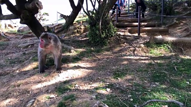 京都地区的一群野生日本猕猴视频素材