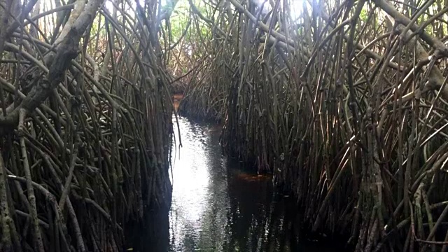 波多黎各的森林视频素材