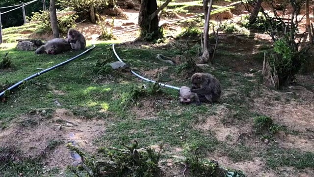 京都地区的四只野生日本猕猴视频素材