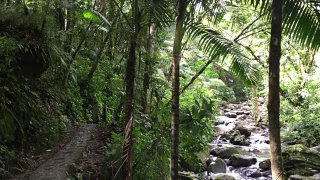 云克雨林徒步旅行路线视频素材