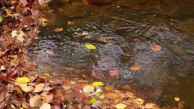 秋天，树叶和水在旋转。伊尔瑟河，伊尔瑟河谷，伊尔森堡，萨克森-安哈尔特，哈尔茨，哈尔茨山，德国。视频素材