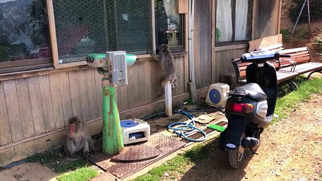 京都地区的野生日本猕猴视频素材