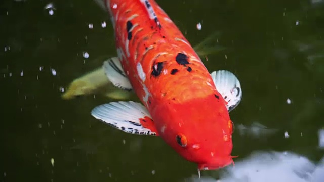 鱼视频素材