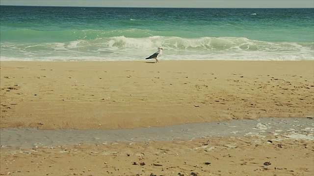 海鸥在海边散步。慢动作视频下载