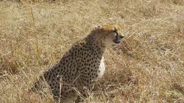 在马赛马拉野生动物保护区，猎豹坐在地上视频素材