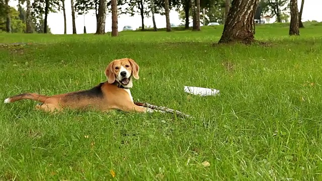 阳光明媚的日子里，滑稽的小猎犬啃着粘在绿色的草地上。视频素材