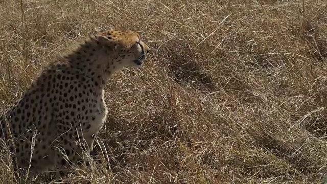 在肯尼亚马赛马拉，一只坐着的雌猎豹的中镜头视频素材