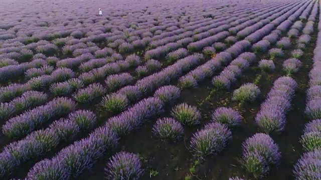 一个农妇走过她的薰衣草田的鸟瞰图。视频素材