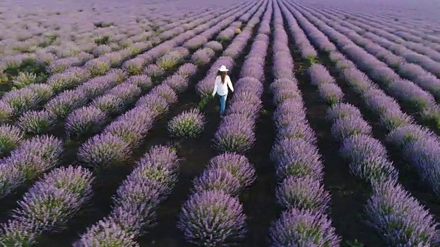 一个农妇走过她的薰衣草田的鸟瞰图。视频素材