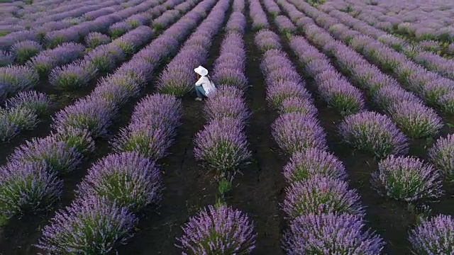 一个农妇走过她的薰衣草田的鸟瞰图。视频素材