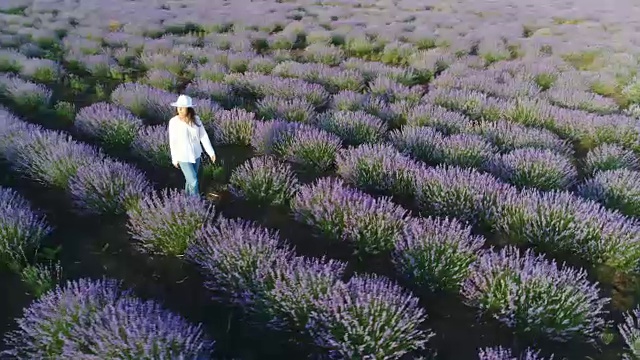 一个农妇走过她的薰衣草田的鸟瞰图。视频素材