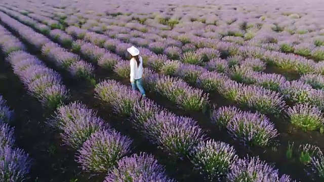 一个农妇走过她的薰衣草田的鸟瞰图。视频素材