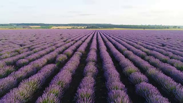 一个农妇走过她的薰衣草田的鸟瞰图。视频素材