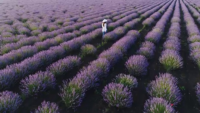 一个农妇走过她的薰衣草田的鸟瞰图。视频素材