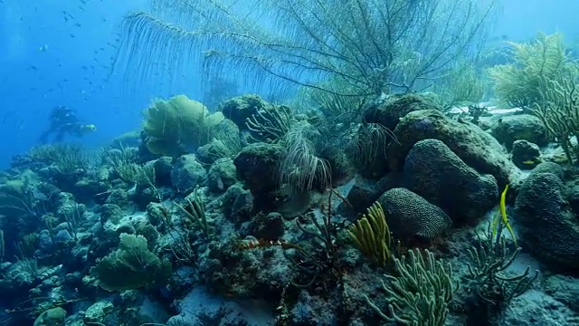 在库拉索岛周围的加勒比海珊瑚礁海景视频素材