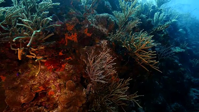 在库拉索岛周围的加勒比海珊瑚礁海景视频素材