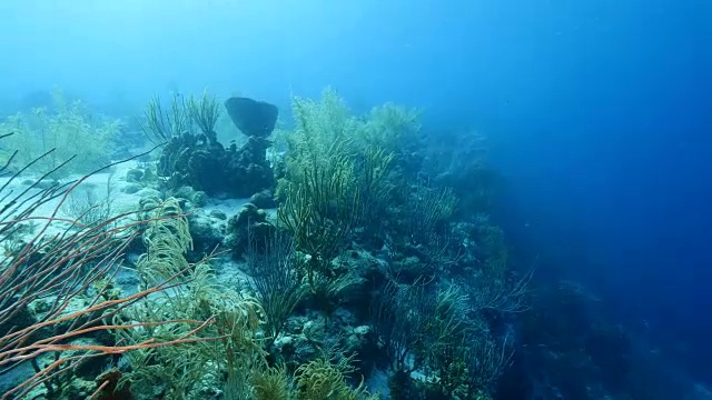 在库拉索岛周围的加勒比海珊瑚礁海景视频素材