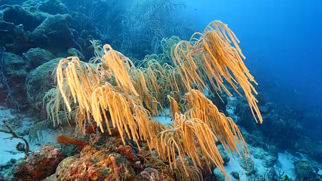 在库拉索岛周围的加勒比海珊瑚礁海景视频素材