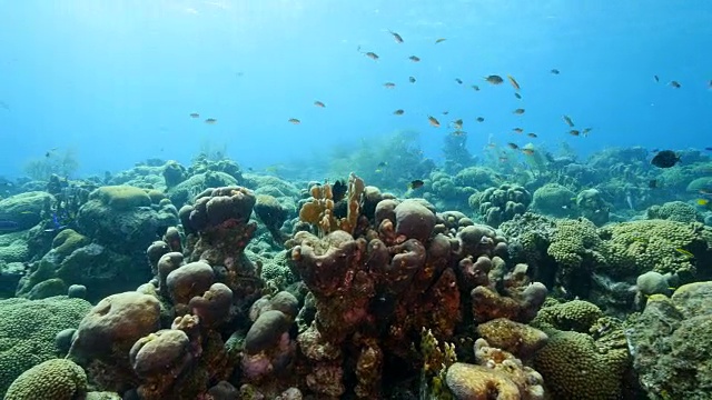 在库拉索岛周围的加勒比海珊瑚礁海景视频素材