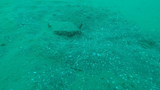 一群在水下学习水肺潜水课程的潜水员视频素材