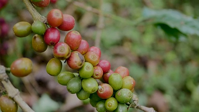 咖啡樱桃(咖啡豆)成熟视频素材