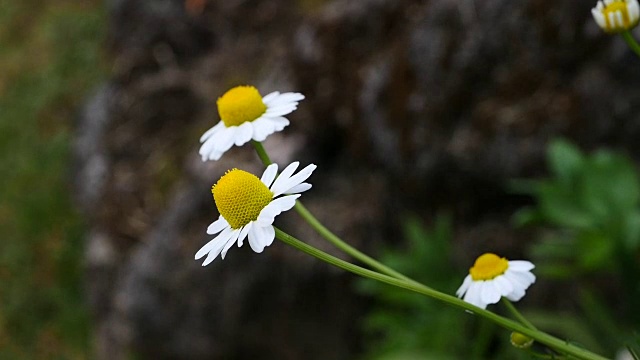 雏菊在夏天的田野里绽放视频素材