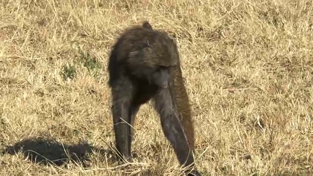 在肯尼亚马赛马拉野生动物保护区喂养橄榄狒狒视频素材