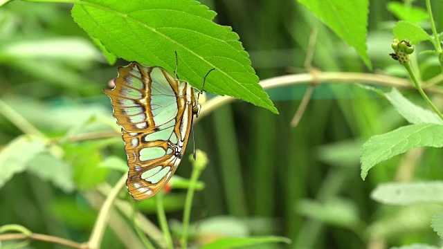 Siproeta stelenes -孔雀石蝴蝶下的叶子视频素材