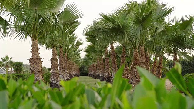 天堂岛上一个有风的日子里童话般的棕榈林视频素材