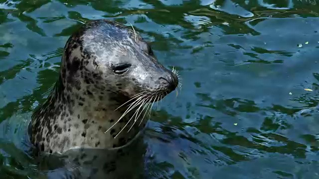 水里的海豹(Phoca vitulina)把头伸出了水面。海豹在水里休息视频素材