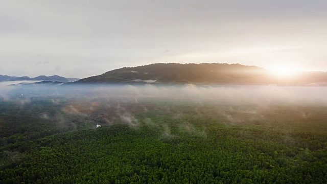 泰国普吉岛的红树林视频素材