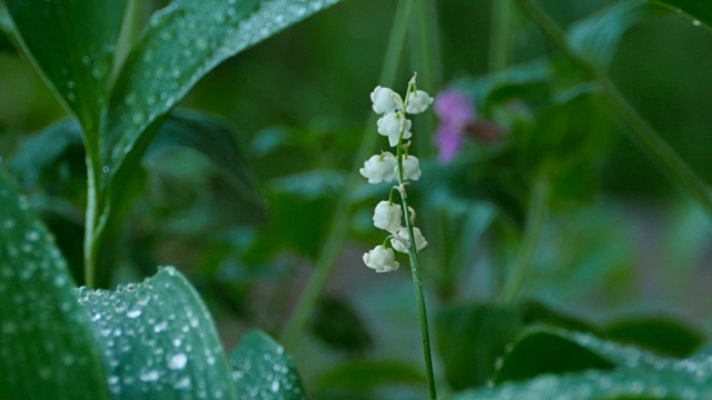 铃兰视频素材