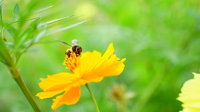 蜜蜂在黄花上采集花粉视频素材