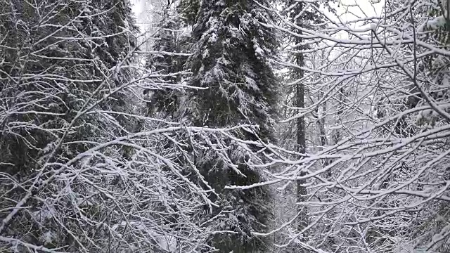 森林里的降雪视频素材