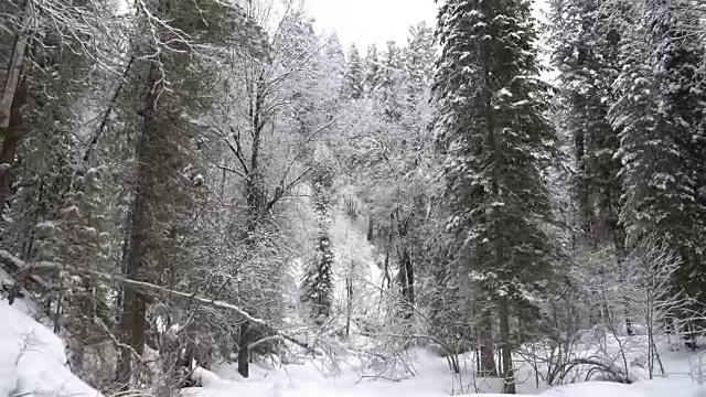 冬天森林里的降雪。视频素材