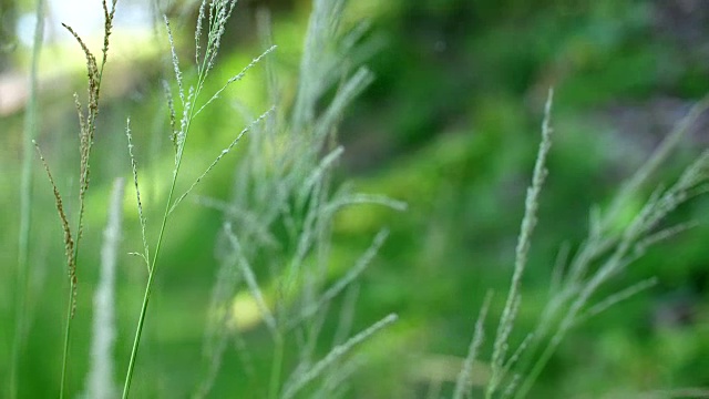 自然与风，草花逆风视频素材