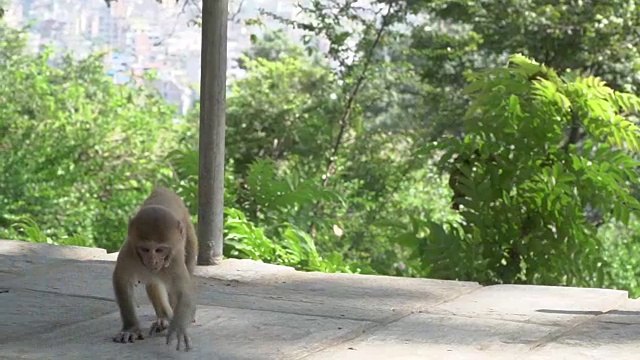 雌猴与幼崽视频素材